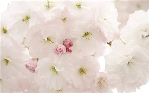 Disease prevention and leaf protection of cherry blossoms in autumn