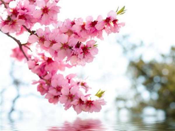 Autumn pruning of cherry blossom