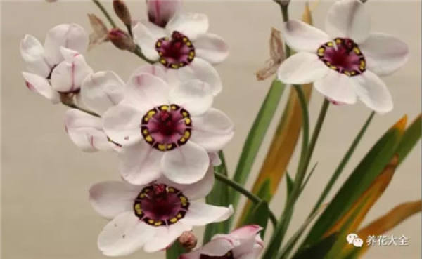 Magic Wand Flower