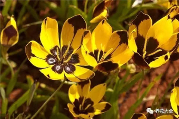 Magic Wand Flower
