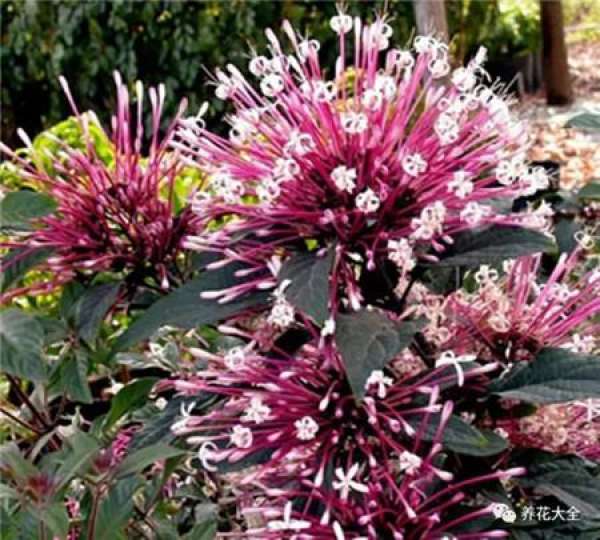 Magic Wand Flower