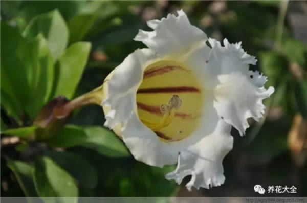 Magic Wand Flower