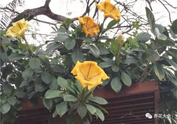 Magic Wand Flower