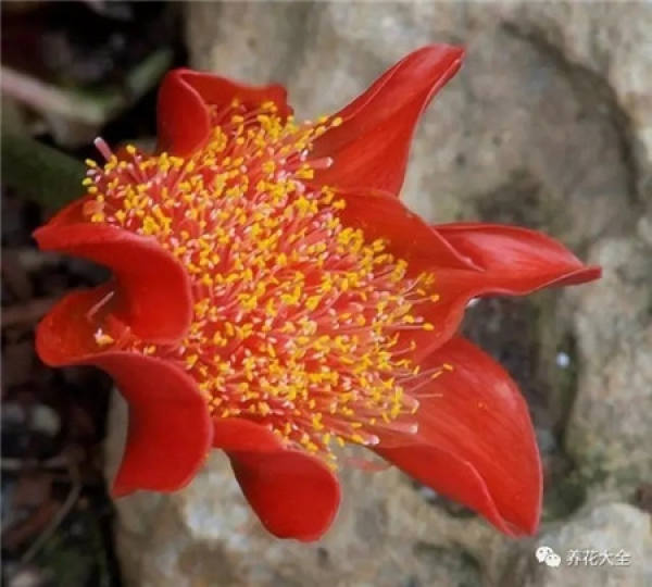Magic Wand Flower