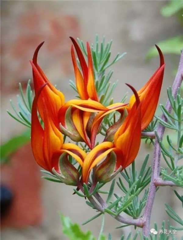 Magic Wand Flower
