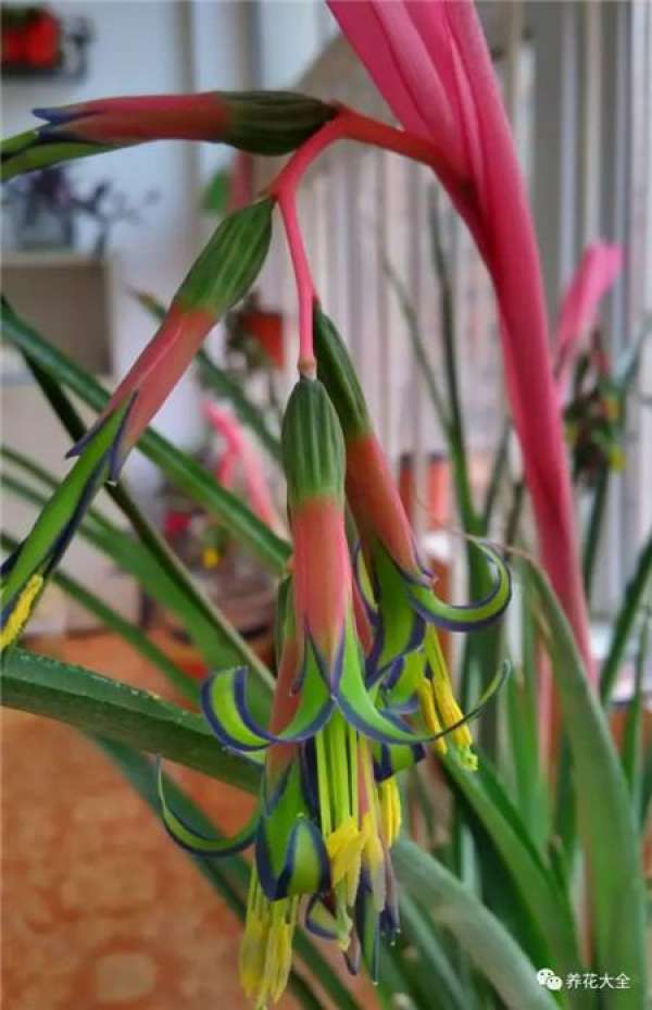Magic Wand Flower
