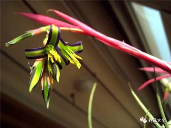 Magic Wand Flower