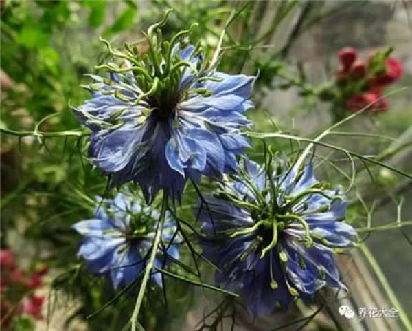 wand flower