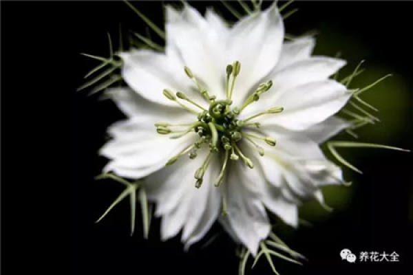 Nigella sativa
