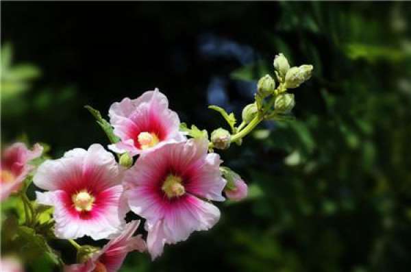 Hollyhock