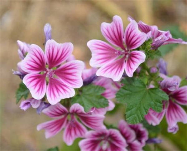 Mallow