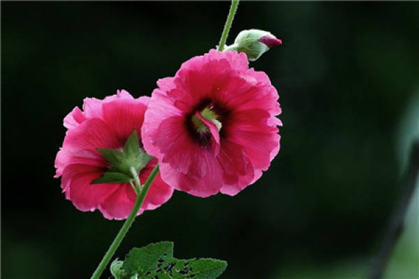 Hollyhock