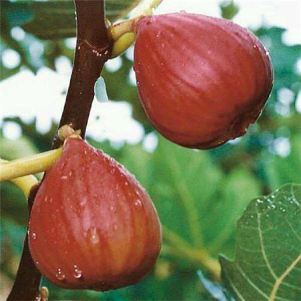 Figs
