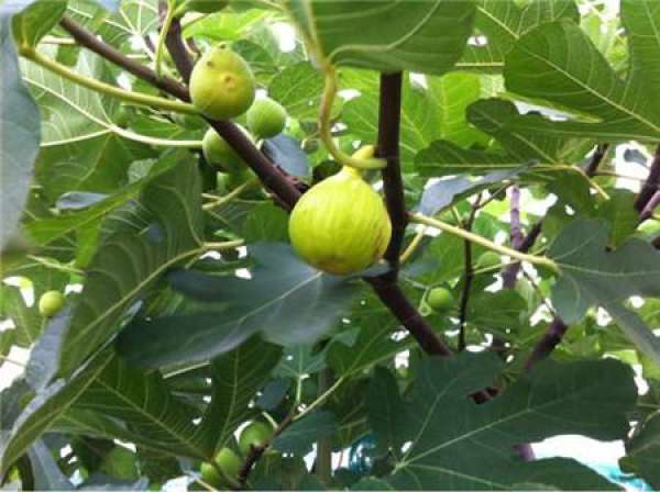 Figs