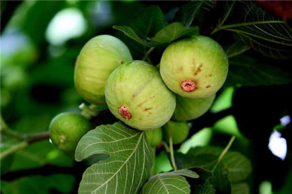Figs