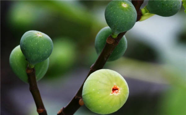 Figs