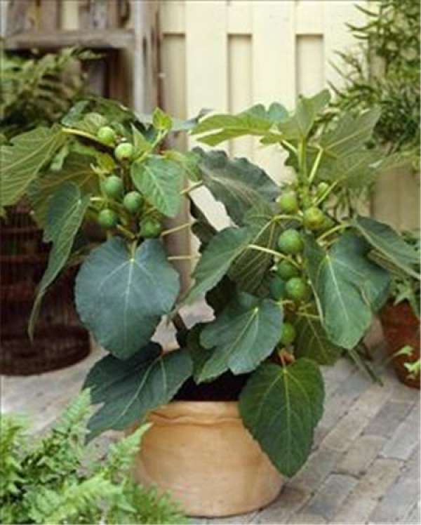 Potted fig