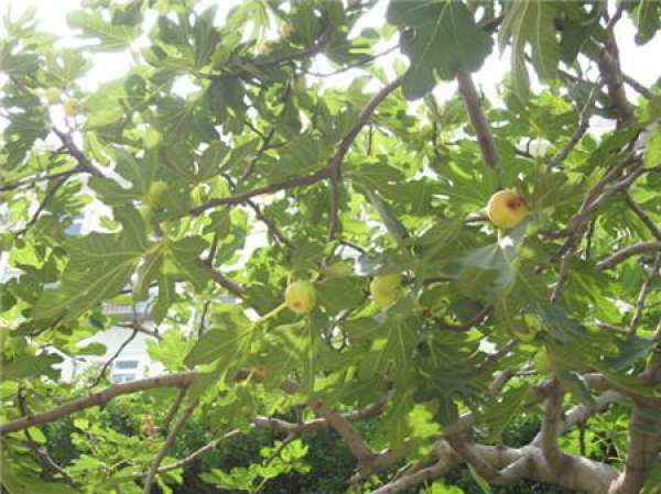 Figs