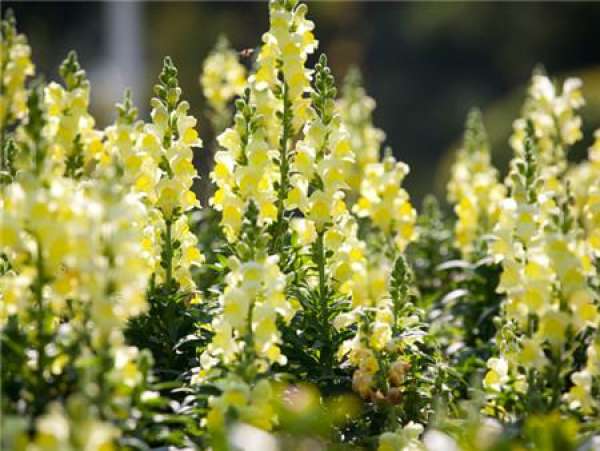 Antirrhinum majus
