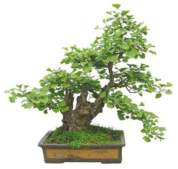 Planting Time and Soil of Ginkgo Biloba Bonsai