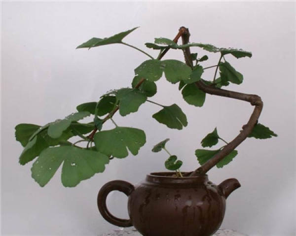 Planting Time and Soil of Ginkgo Biloba Bonsai