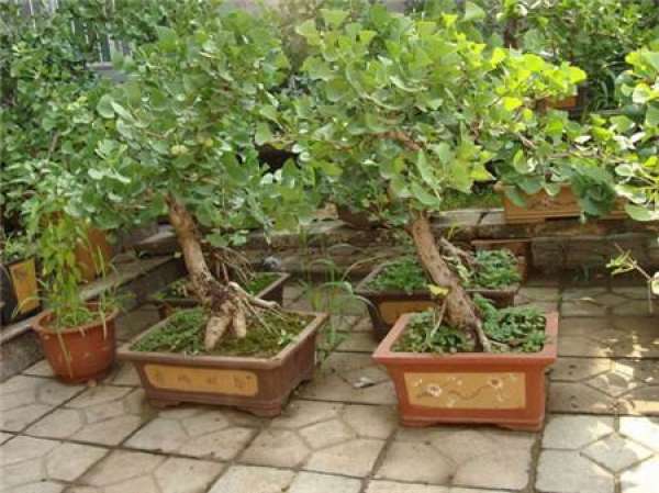 Ginkgo bonsai should be turned over at the right time.