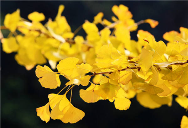 flower language of Ginkgo