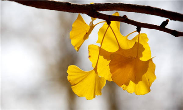 Ginkgo tree is a city tree.