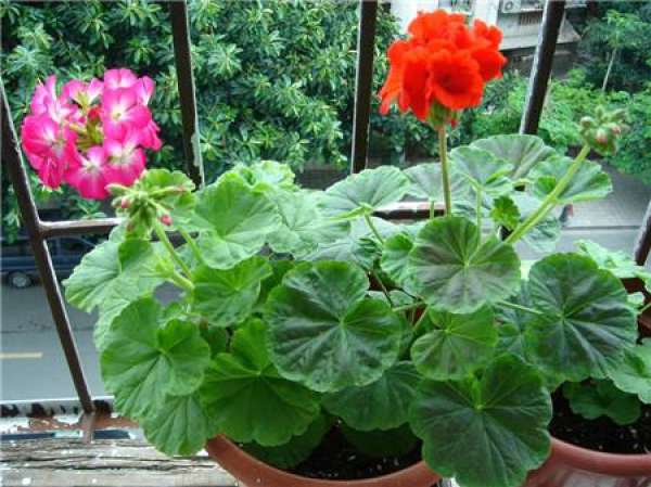 When do geraniums bloom?