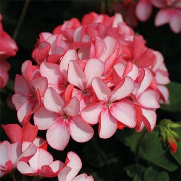 When do geraniums bloom?