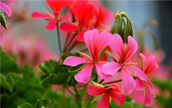 When do geraniums bloom?