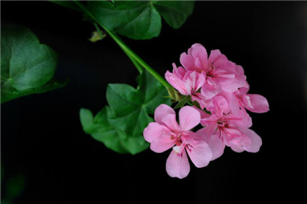 When do geraniums bloom?