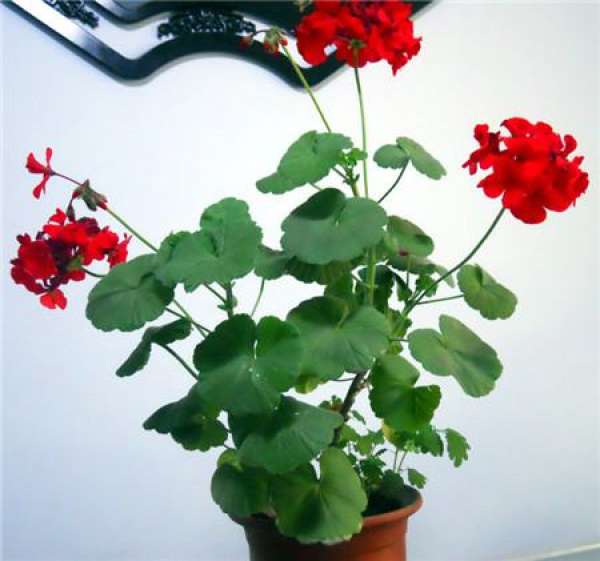 When do geraniums bloom?