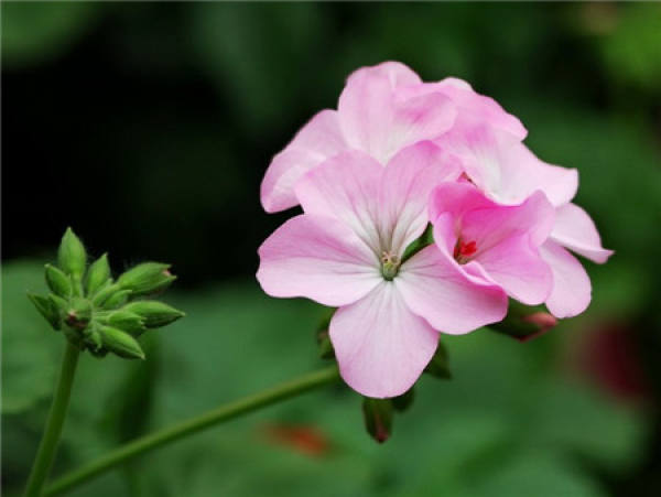 When do geraniums bloom?