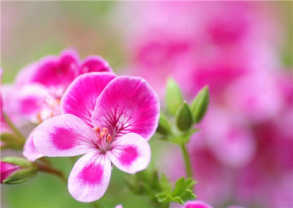 Geranium Blossom Photo Appreciation