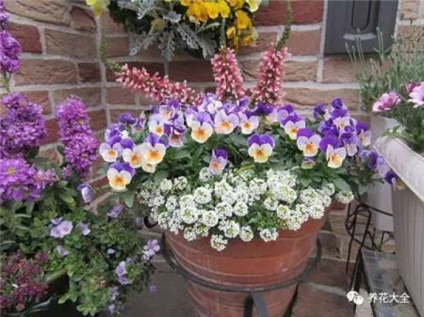 Pansy, horned violet, primrose, ivy