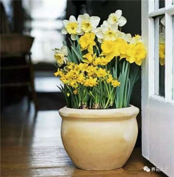 Pansy, horned violet, primrose, ivy