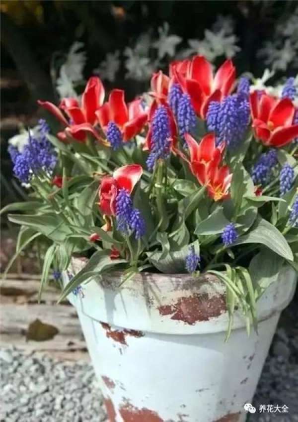 Pansy, horned violet, primrose, ivy