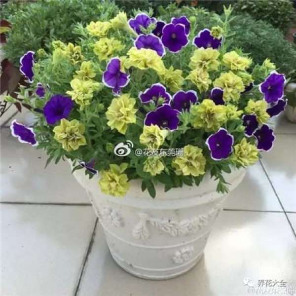 Pansy, horned violet, primrose, ivy