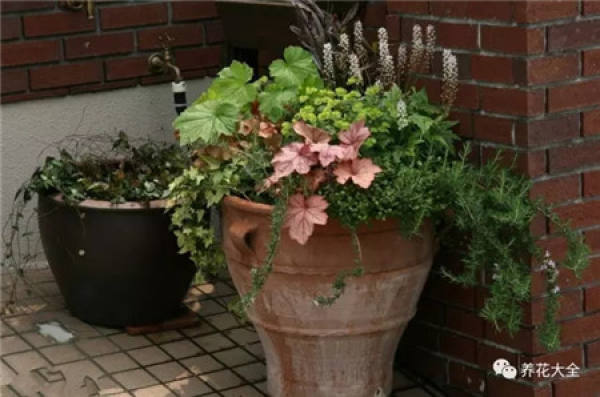 Pansy, horned violet, primrose, ivy