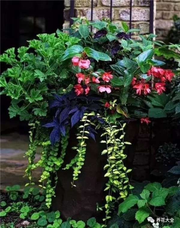 Pansy, horned violet, primrose, ivy