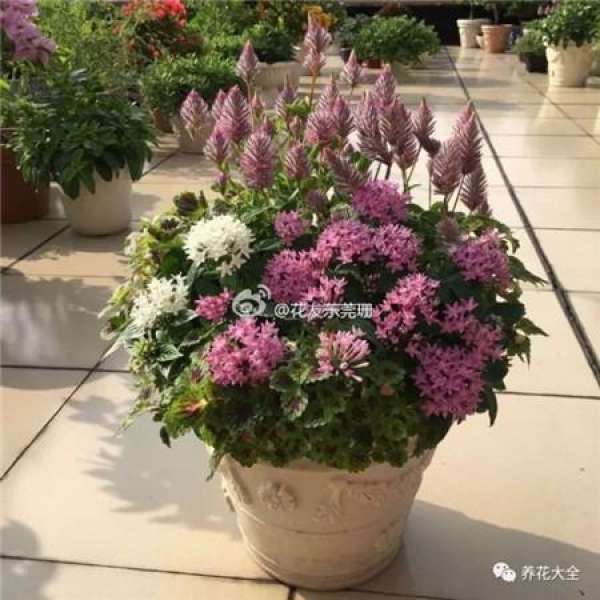 Pansy, horned violet, primrose, ivy