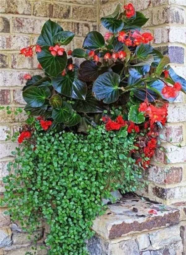 Pansy, horned violet, primrose, ivy