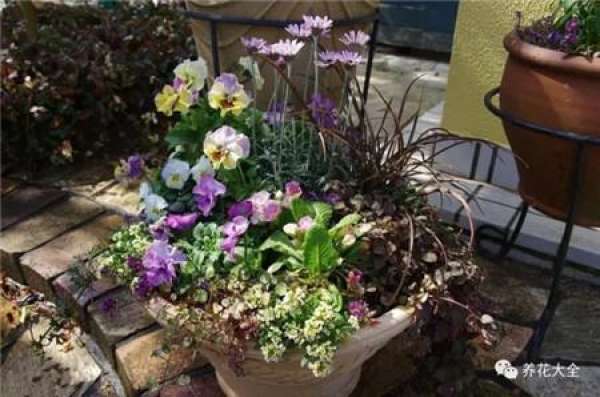 Pansy, horned violet, primrose, ivy