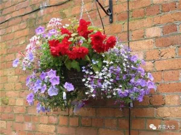 Pansy, horned violet, primrose, ivy