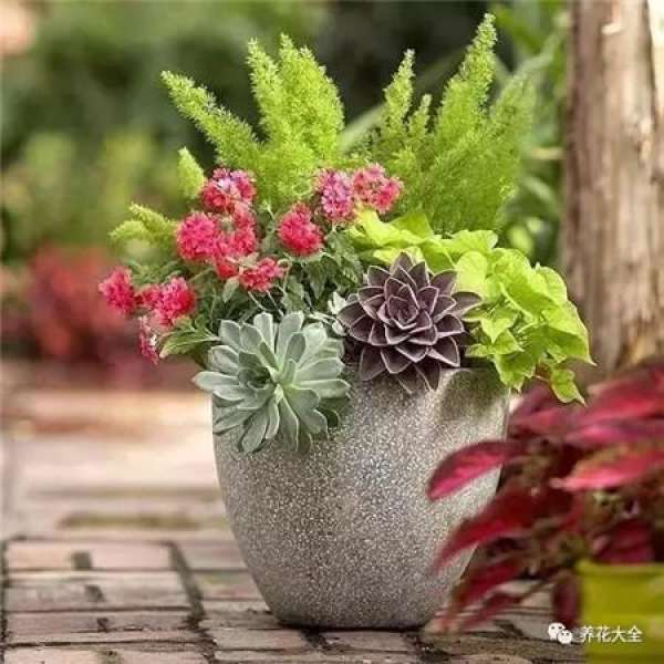 Pansy, horned violet, primrose, ivy