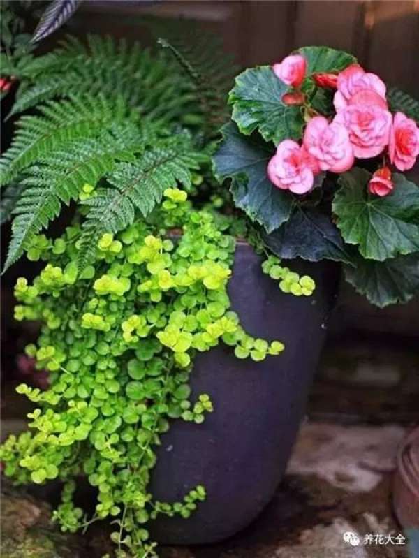 pansy, corydalis, primrose, Ivy