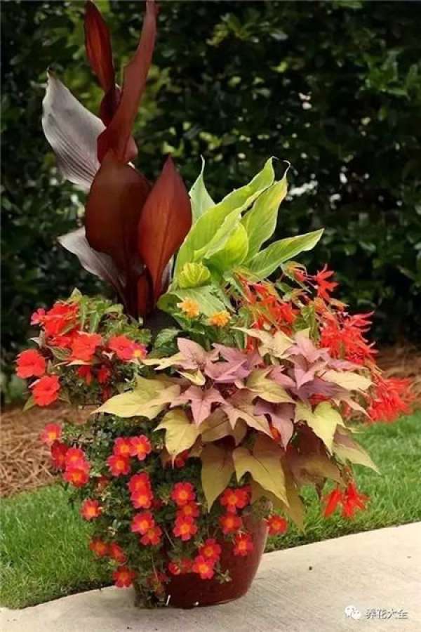 Sunflower, potato vine, banana