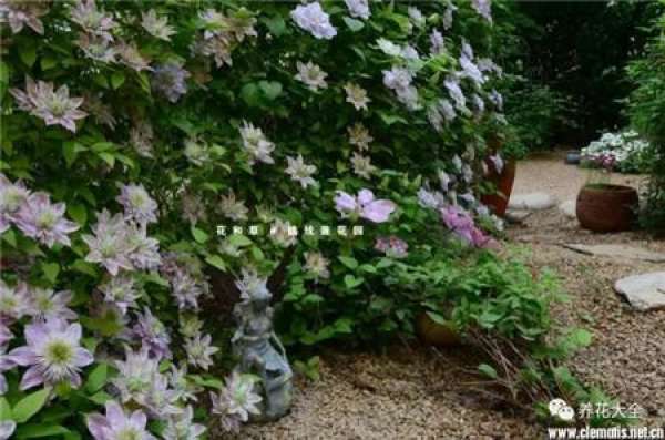 Clematis