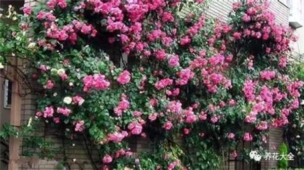 Clematis